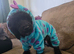 Female miniature poodle