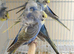 helicopter budgies in rainbow