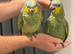 Handreard orange -winged Amazon for sale or px