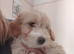 2 Cockapoo x Jack Russell Girls left