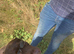 Last two golden chunky labrador puppies for sale