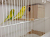 12pairs of breeding budgies for sale