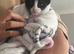 Female kitten