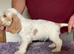 Show type cocker spaniel pups
