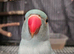 Indian ring neck for sale
