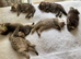 Pedigree British Shorthair