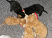 Mixed litter kittens ( ginger females)