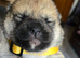 Stunning Shiba Inu puppies