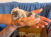 Miniature dachshund