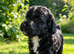 Cockapoo puppies