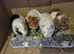 Baby Female Guinea Pigs Sheltie & Smooth Coats