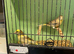 4 Stunning young Canaries