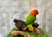 I have opline lovebird, very rare and very cheap ,