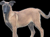 Belgian malinois pups