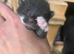 Kittens for sale