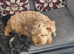 10m old female cockapoo