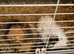 2 long haired Guinea pigs both boys