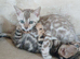 Family TICA Bengal Kittens