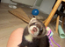 2 Male Ferrets