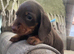 Kennel Club registered small Miniature Dachshund puppies