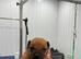 Staffordshire bull terrier pups