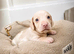Rare Pink puppies