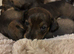 Irresistible pure Dachshund pups