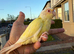 Creamino conure