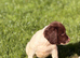 Kc reg pups
