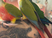 Baby hand reared conure