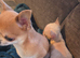 Male 8 months old TINY chi