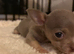 Tiny female chihuahua puppies