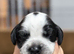 Health tested KC Show Cocker Spaniel
