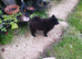 Beautiful house trained puppy 5 months old ready 9 June