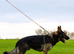 Exceptional Homebred Ex-Police Working Male - Special Placement Required