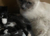 Ragdoll cross kittens