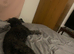 ️ Beautiful 5-Year-Old Miniature Poodle Looking for Her Forever Home ️