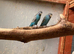 Black face budgies