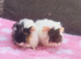 2 beautiful sows