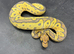 Cypress leopard hypo clown male