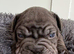 Stunning Big Rope, Velvet & Rojo French Bulldogs
