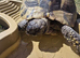 Male Hermanns Tortoise