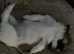 Shih Tzu pups 2 girls 1 boy ready now