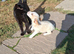 Jackapoo puppies for sale