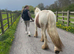 Gorgeous red roan cob gelding &pound;2000 ono