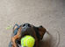 14 month old Large Male Rottweiler