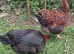 Quality large fowl