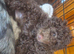2 stunning cockapoo puppies