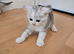 Persian  2 x Male kittens remaining from litter