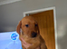 Labrador pups health tested